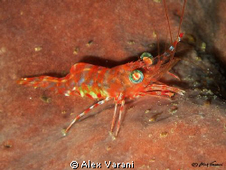 cinetorhynchus cf reticulatus by Alex Varani 